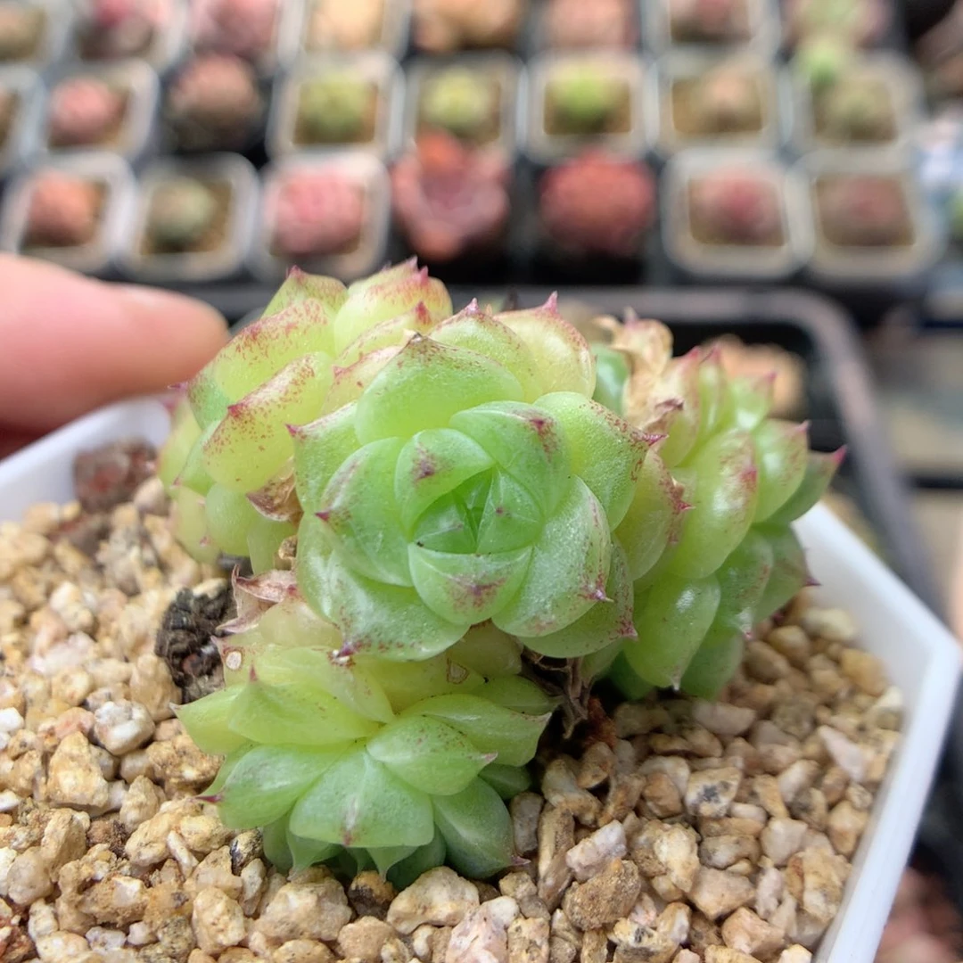 C87 ，柿子多肉20包邮两天凑单，偏远地区不发货