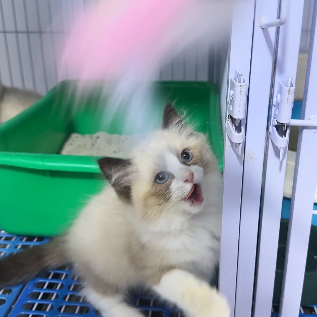 布偶猫海双布偶弟弟，