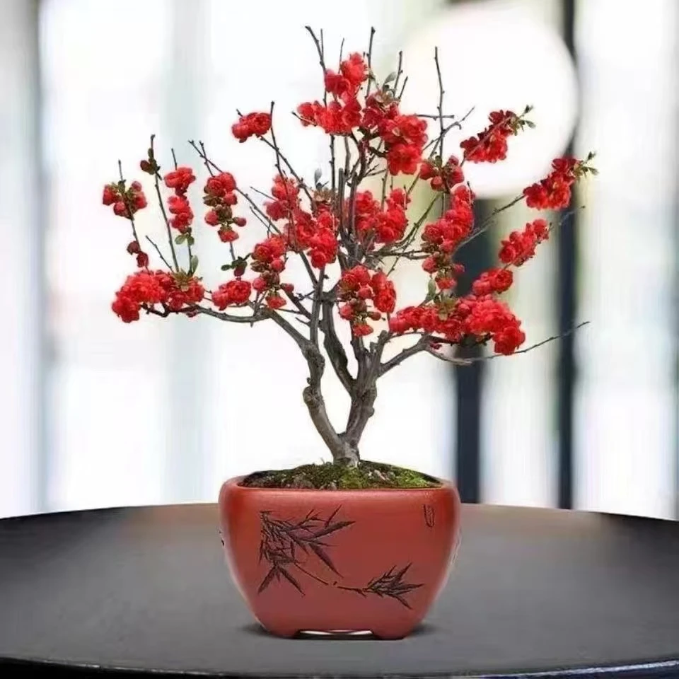 （四季开花）牡丹海棠大花浓香