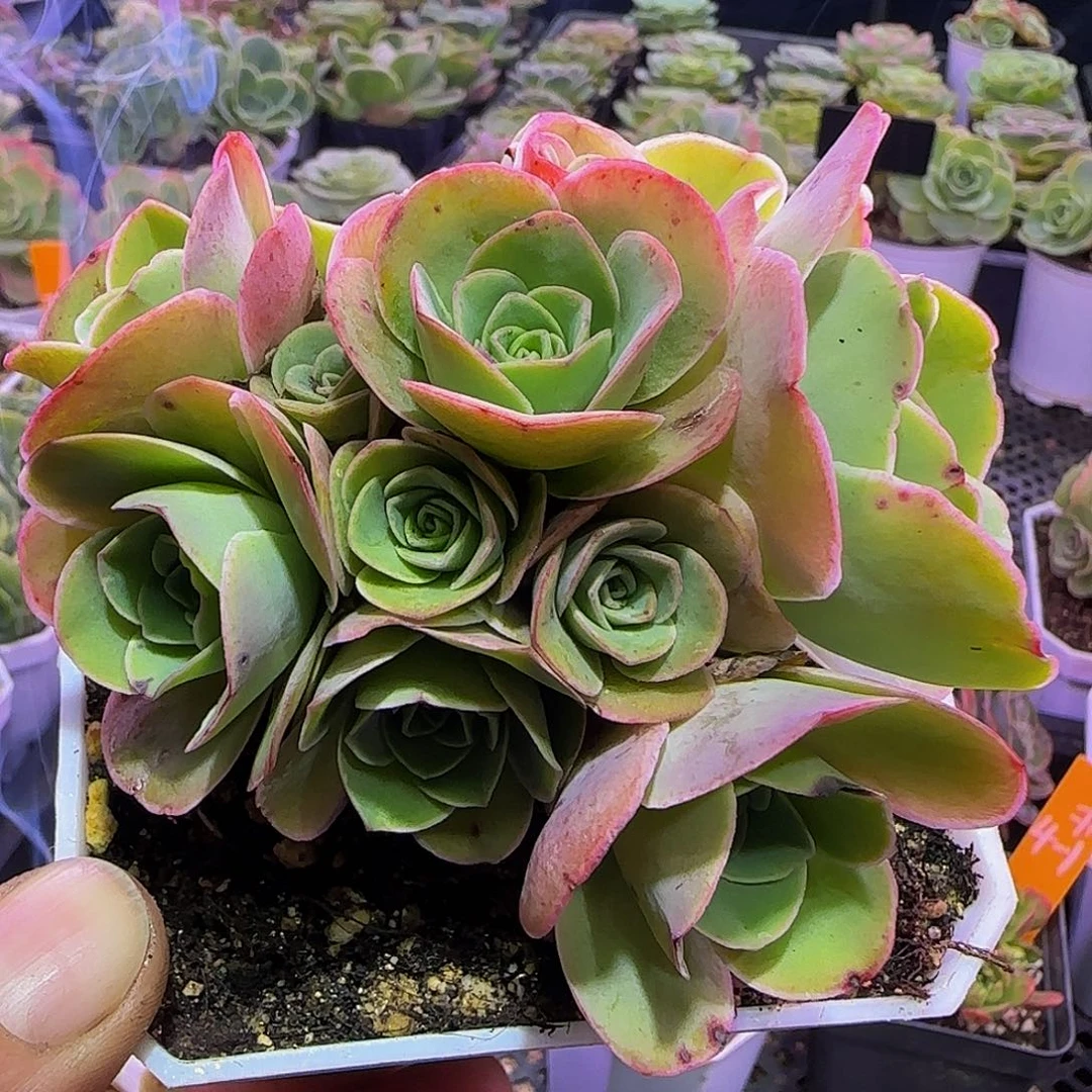 槿夏 开播福利非偏远包邮玻璃心慎拍