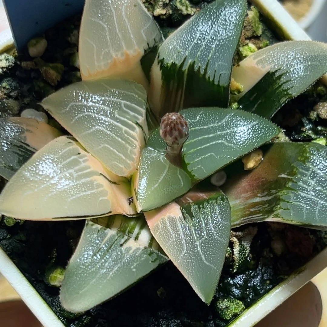 恭喜发财大吉大利875