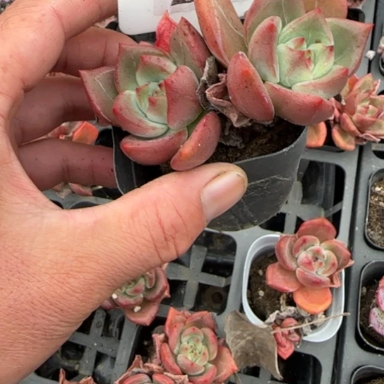 203白夜香槟多肉植物多