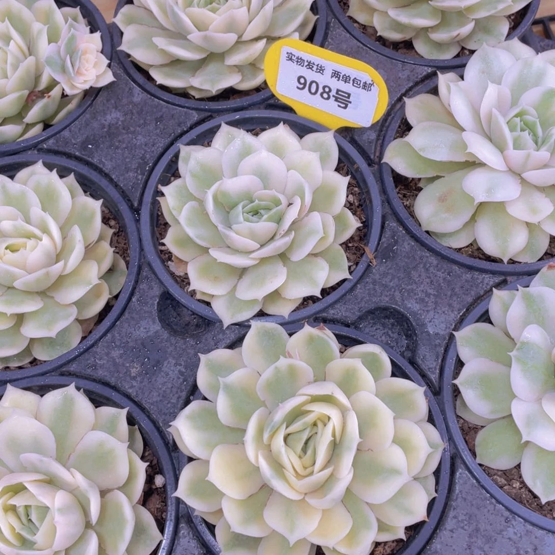 908号 昂斯诺锦大单头一个