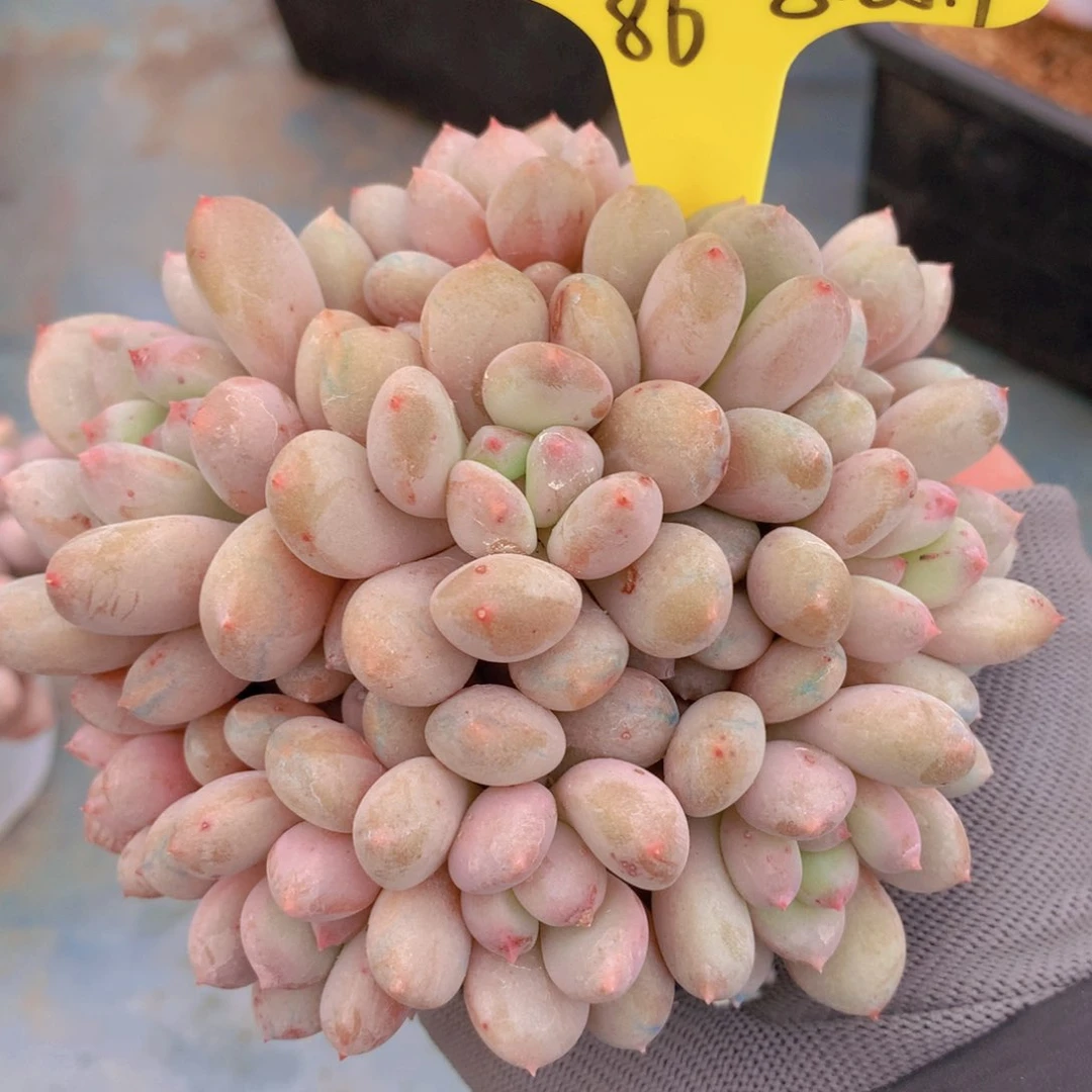 我家的小可爱们都好可爱啊哈哈哈哈哈哈哈