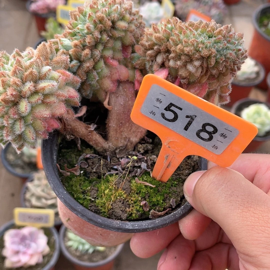 【闪购商品】藍*?518号