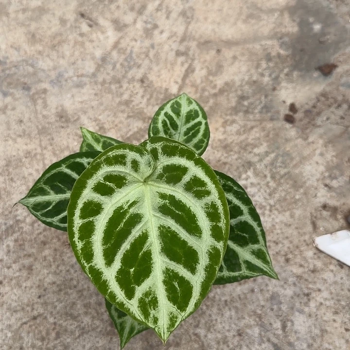 完全开放一物一拍N168