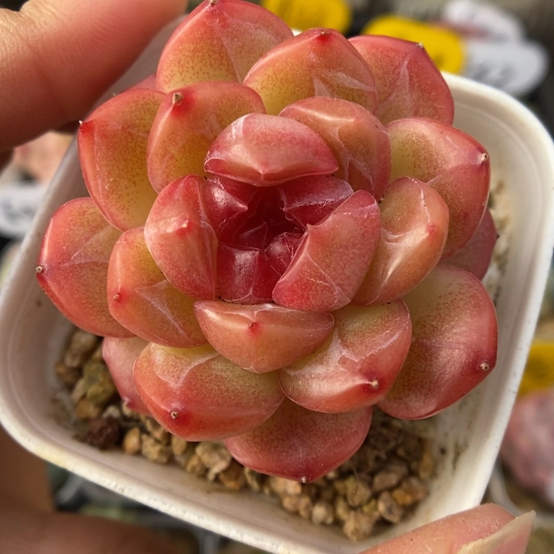 琴心可拍934号。