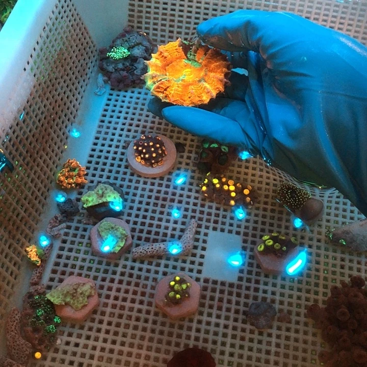 S***a纽扣珊瑚富十脑11111