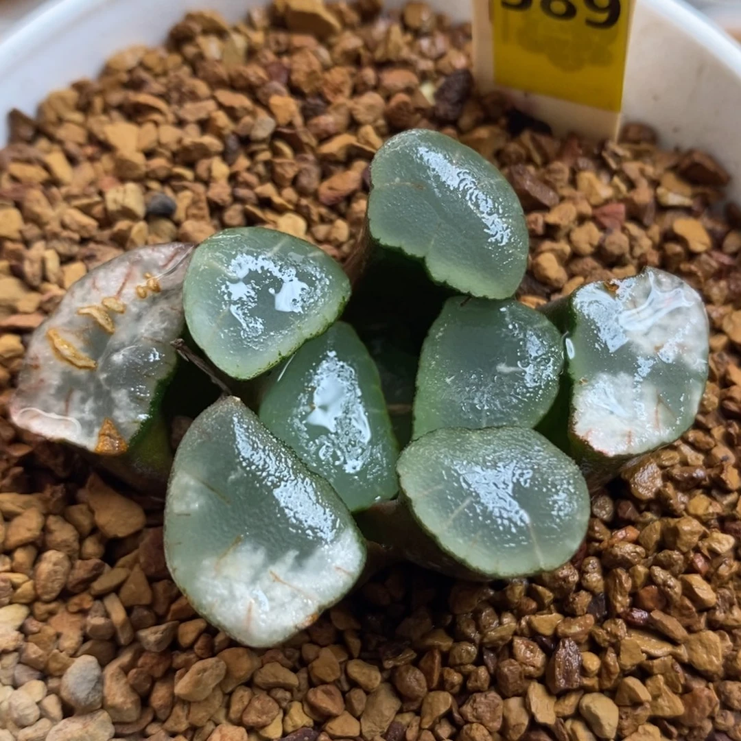 589大窗紫镜万象一物一拍