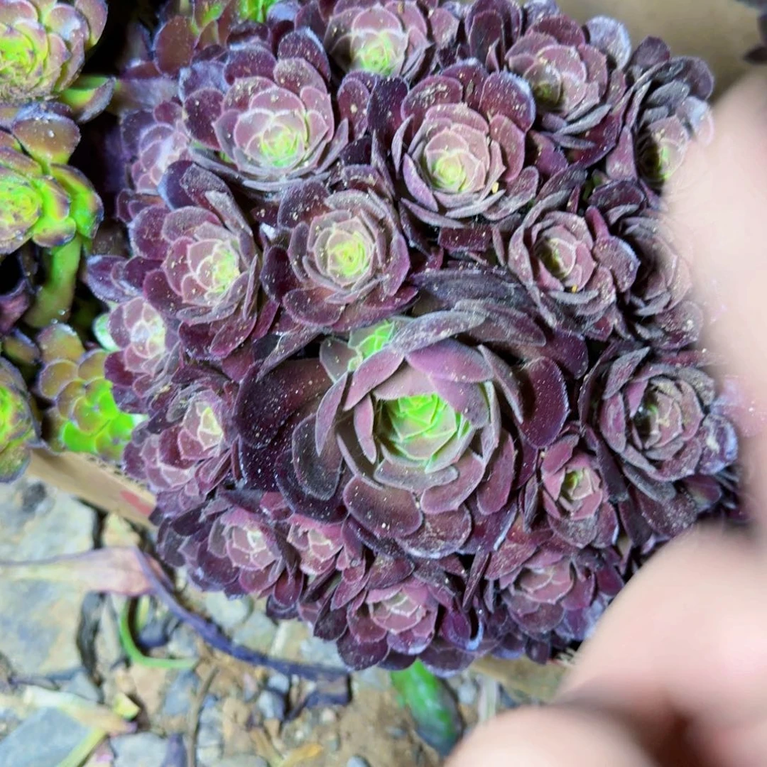 荷兰玫瑰法师满20包邮