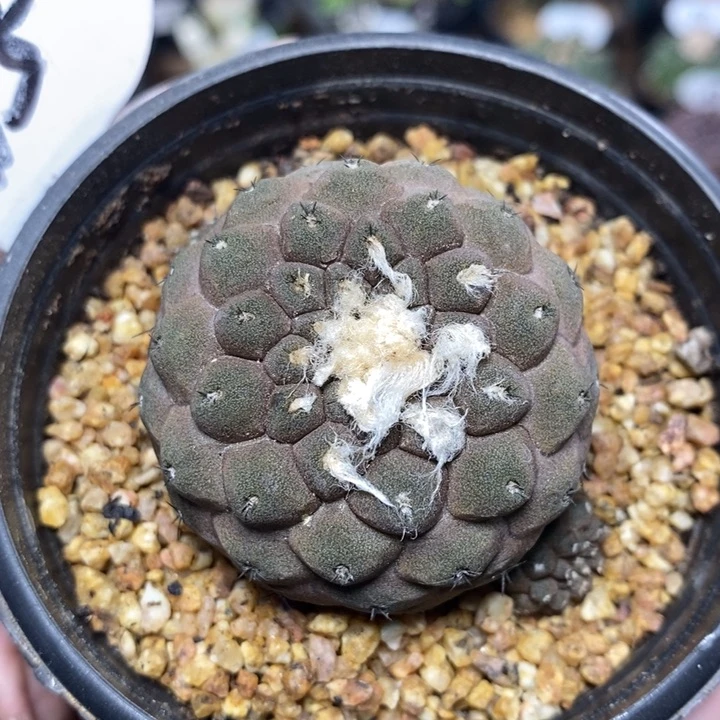 蜥蜴皮95号4.5cm