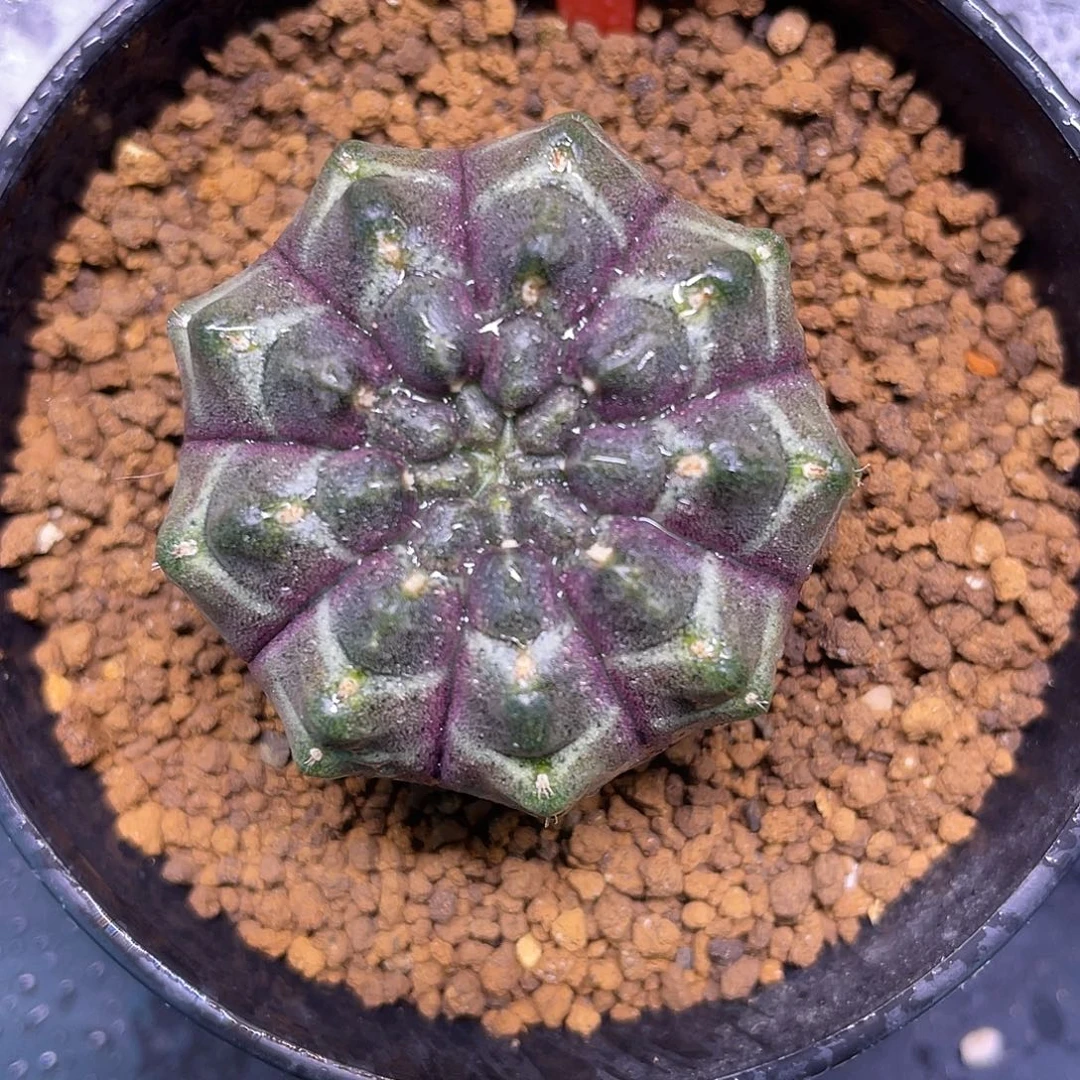 1-97梦想实生3.8厘米