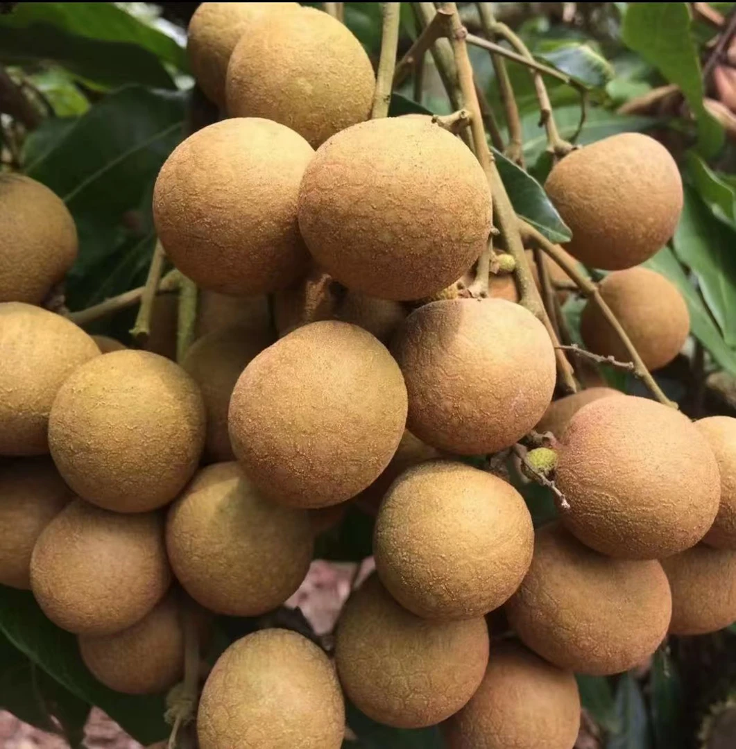 福建莆田当季龙眼新鲜采摘桂圆果肉厚清甜多汁带枝叶发货