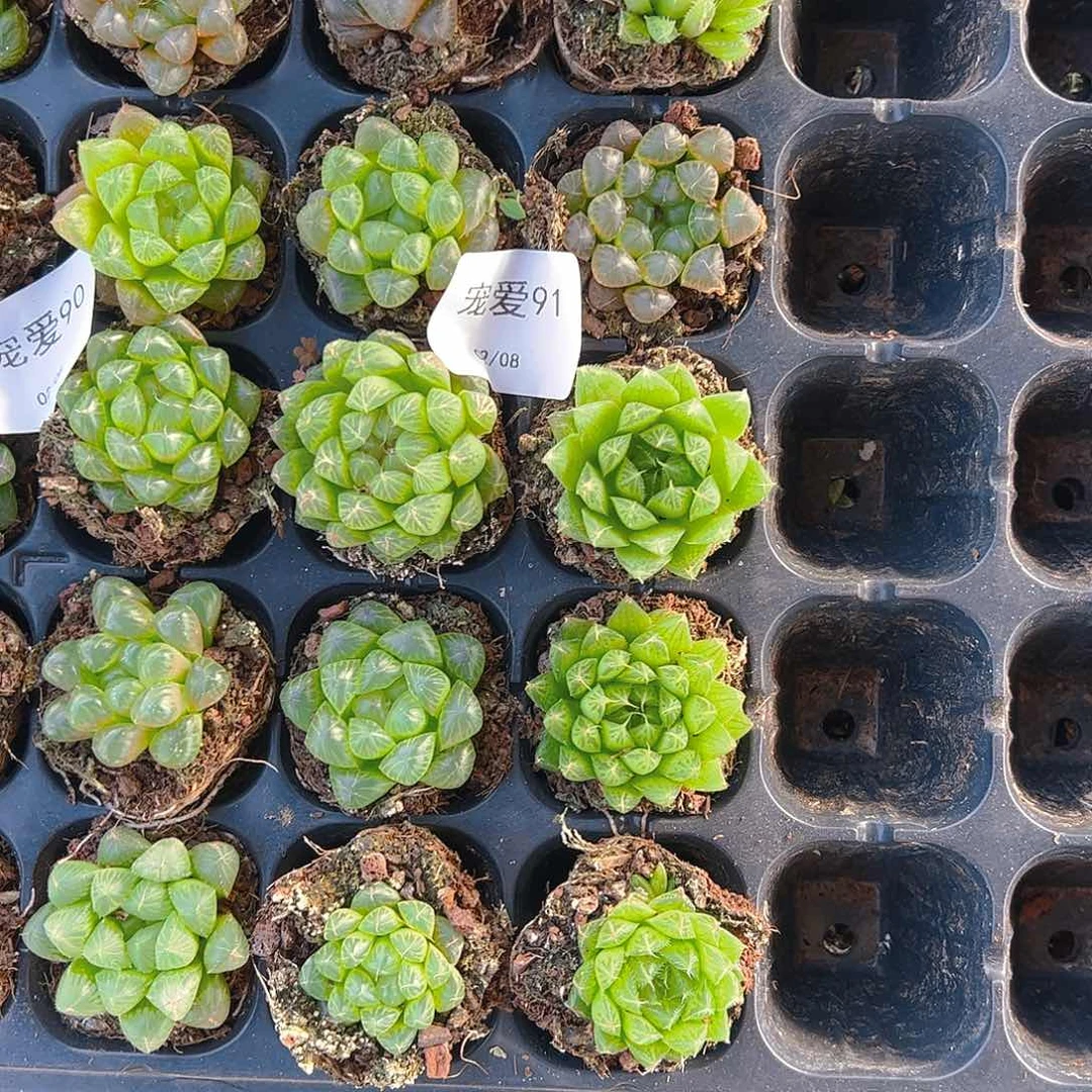 直播福利一物一拍91