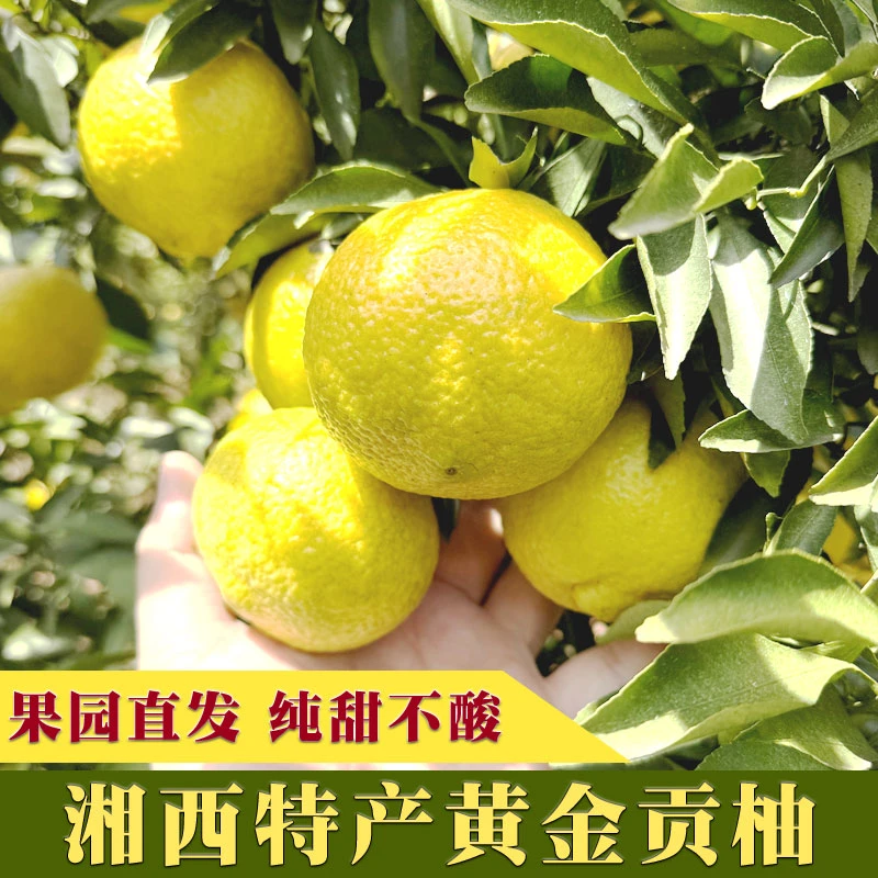 【高品质精品】湘西岩拢黄金贡柚纯甜象山青清甜多汁橙子橘子水果