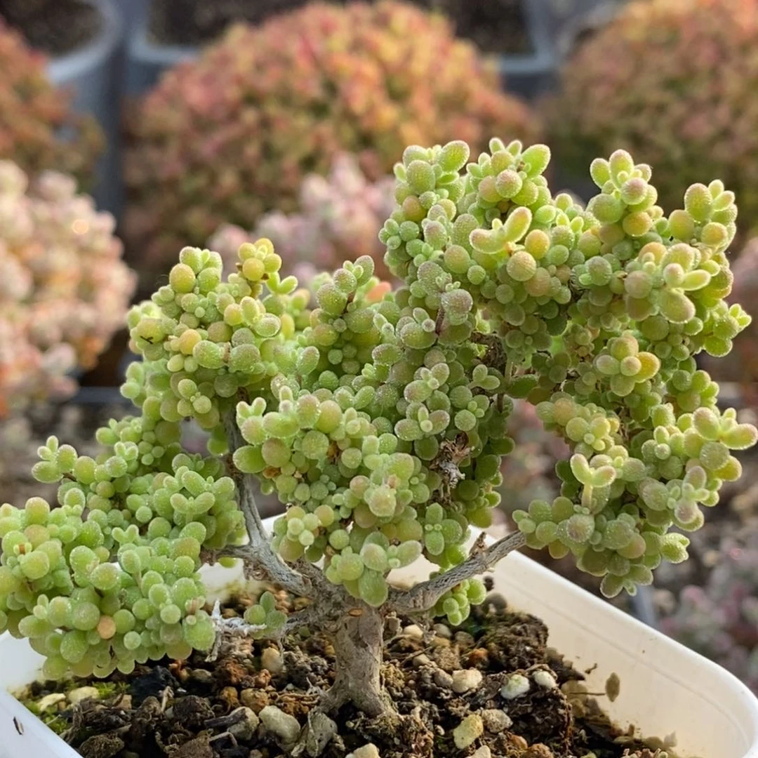 小小米5461枝干番杏