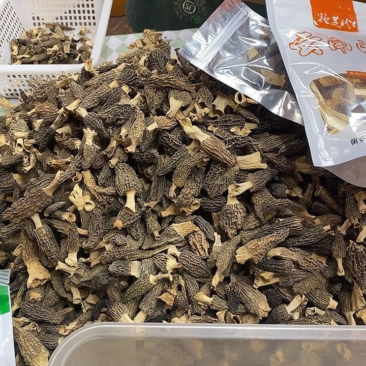 羊肚菌中国大陆柯**?