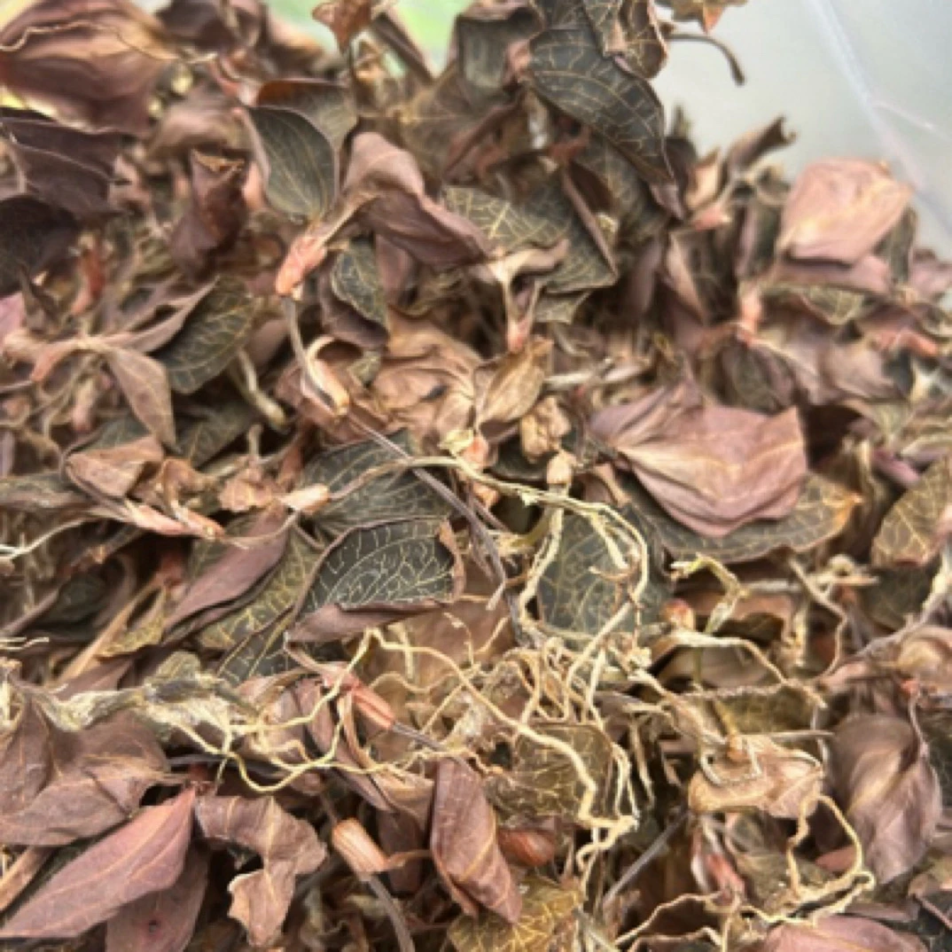 云南特产野生下山金莲子菇金线莲