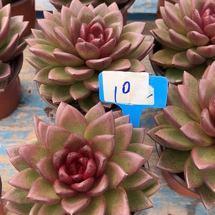 10凤佩一个脱土多肉