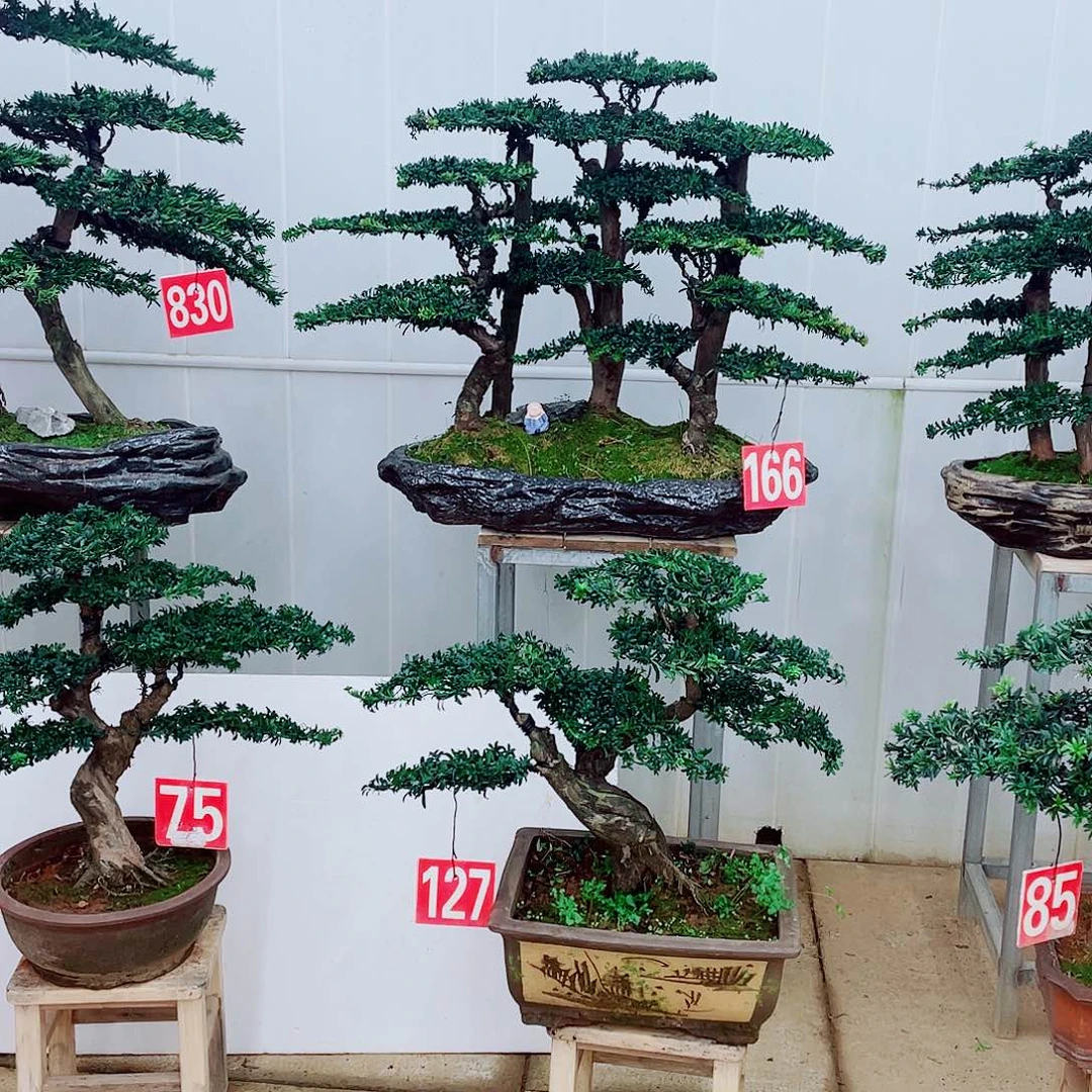 无花朵罗汉松盆景艺术的12345678912358