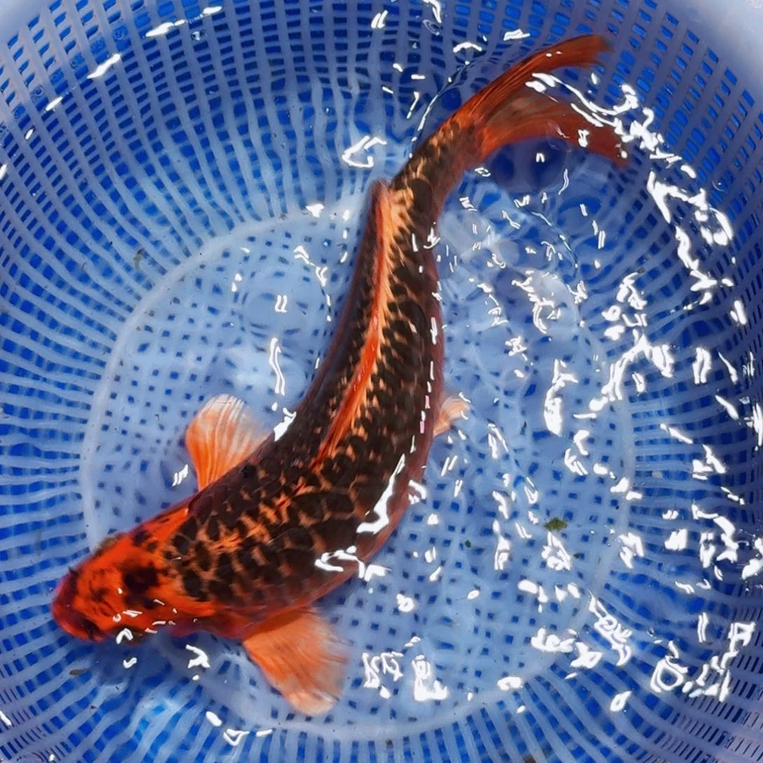 锦鲤精品甄选血统锦鲤