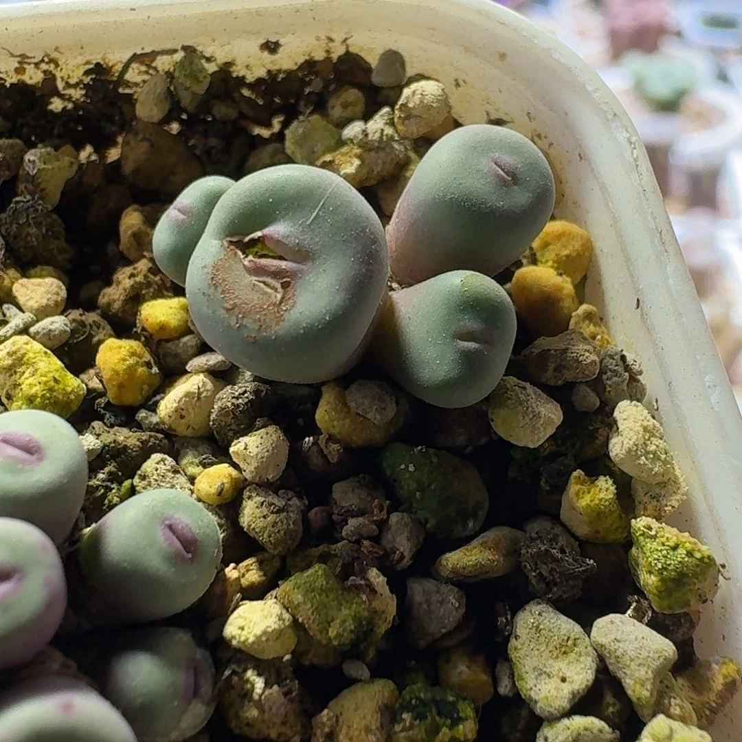 57号四头噘嘴一物一拍0.5-0.8