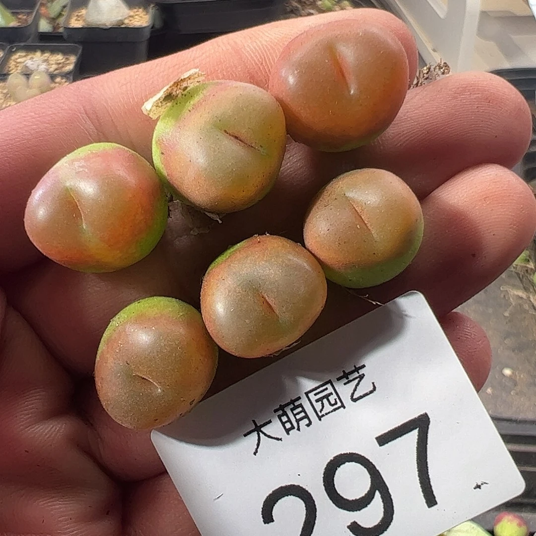 一物一拍。      。   297