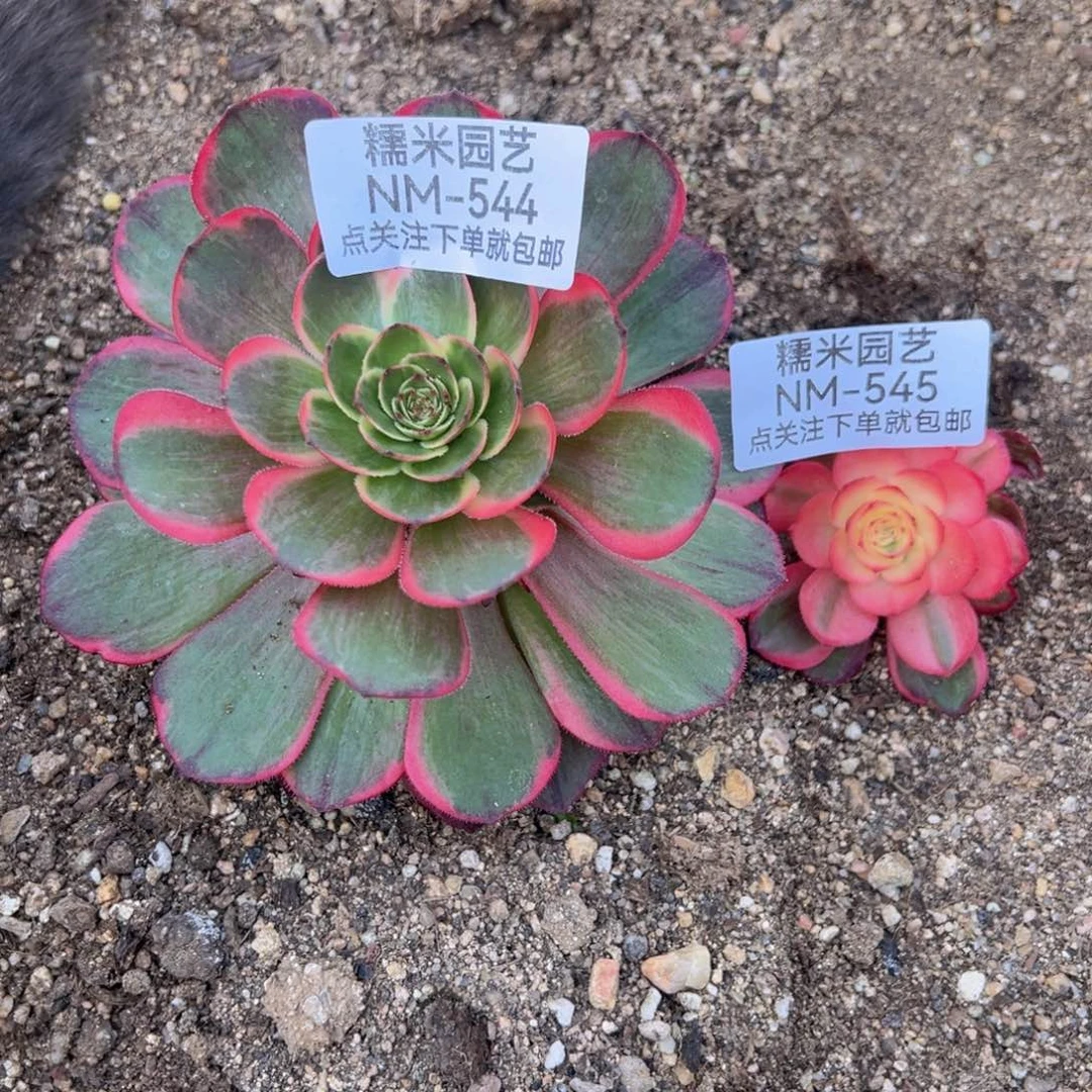 大**^粉花妖多肉植物544-45