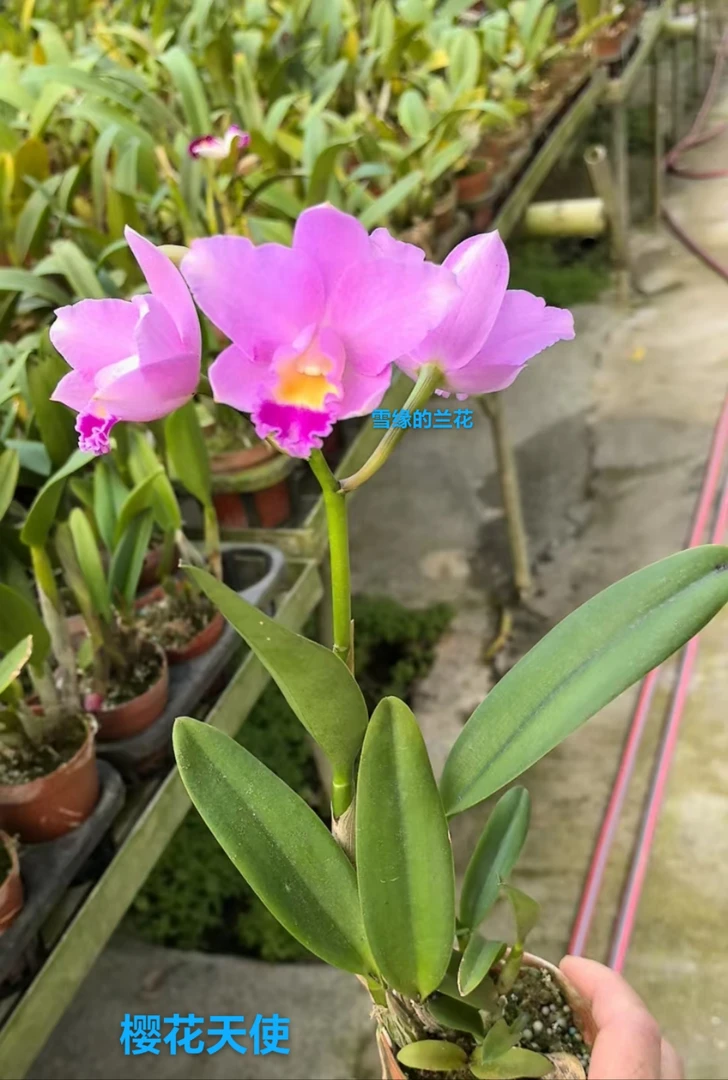 樱花天使 小型迷你粉色多花卡特兰
