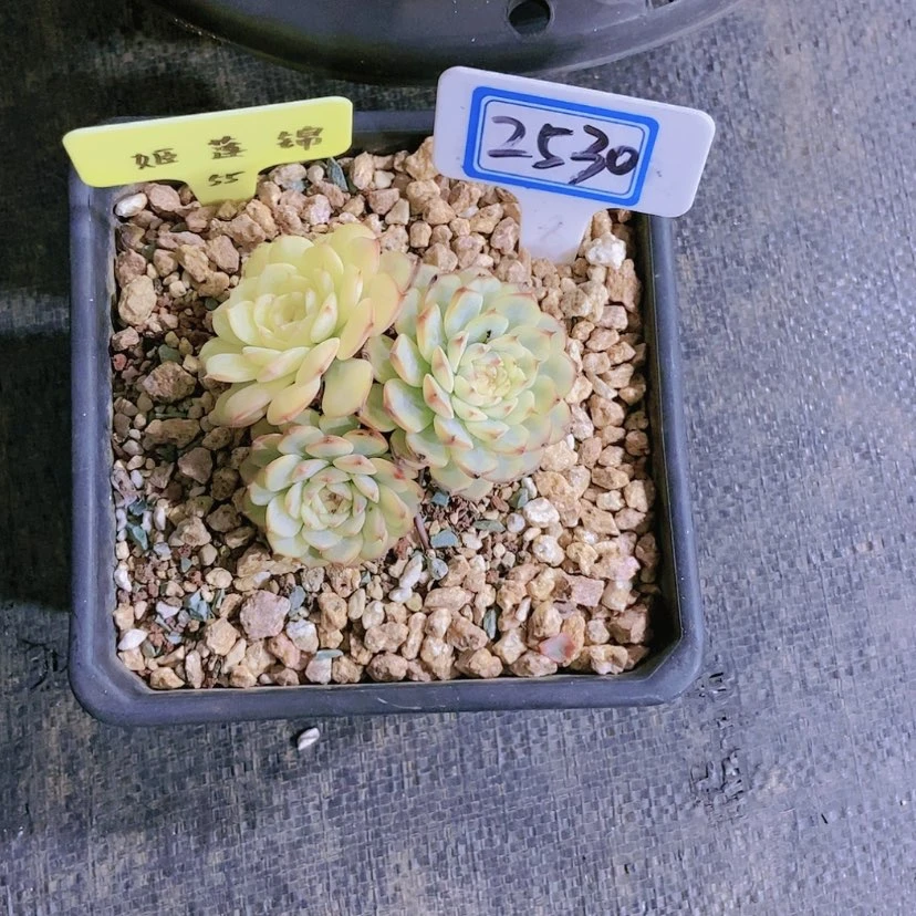 【闪购商品】゛****?2530