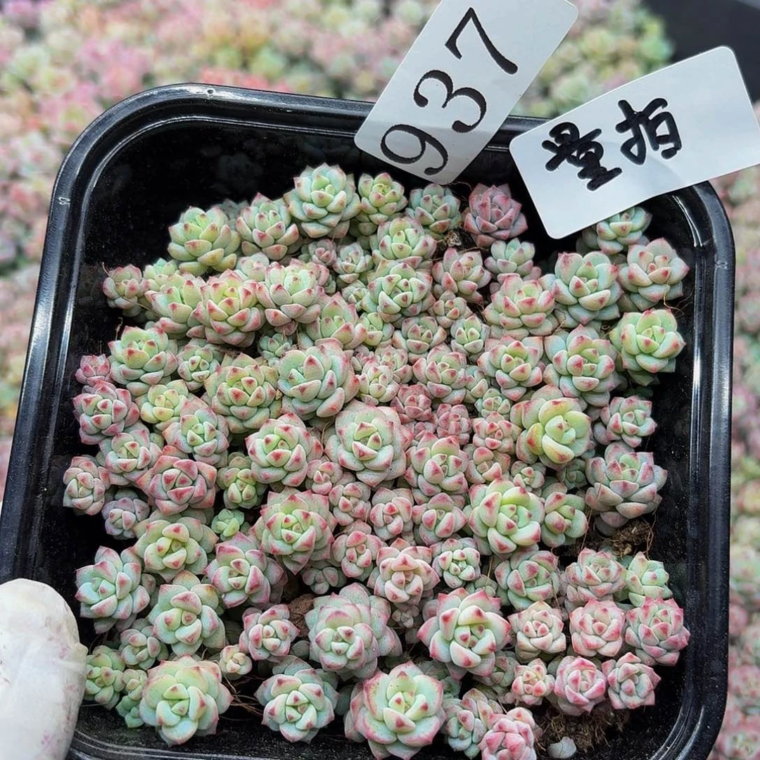 多肉植物多肉植物937量拍