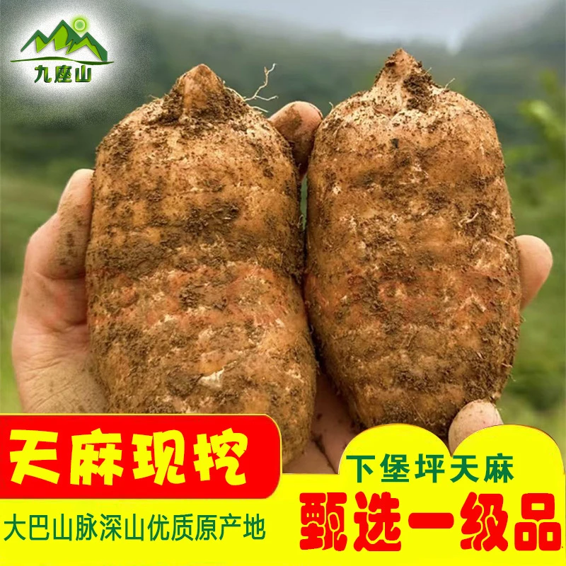 湖北宜昌新鲜种植天麻现挖现卖正宗食用天麻