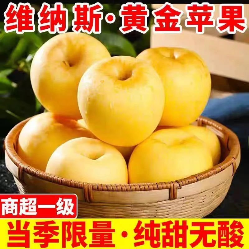 2025年新果辽宁盖县维纳斯黄金苹果纯甜无酸苹果新鲜水果奶油富士