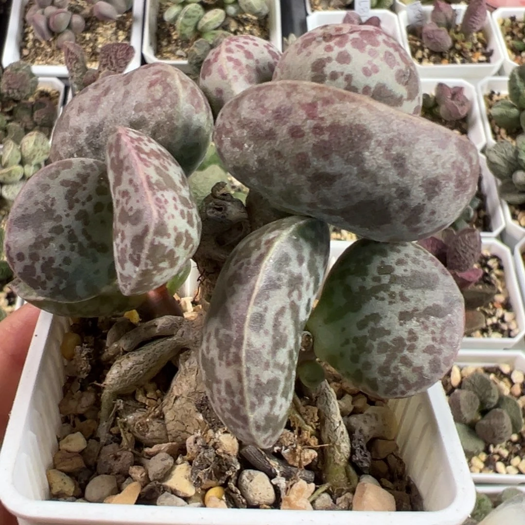 花蛋多头纯木质桩多肉植物