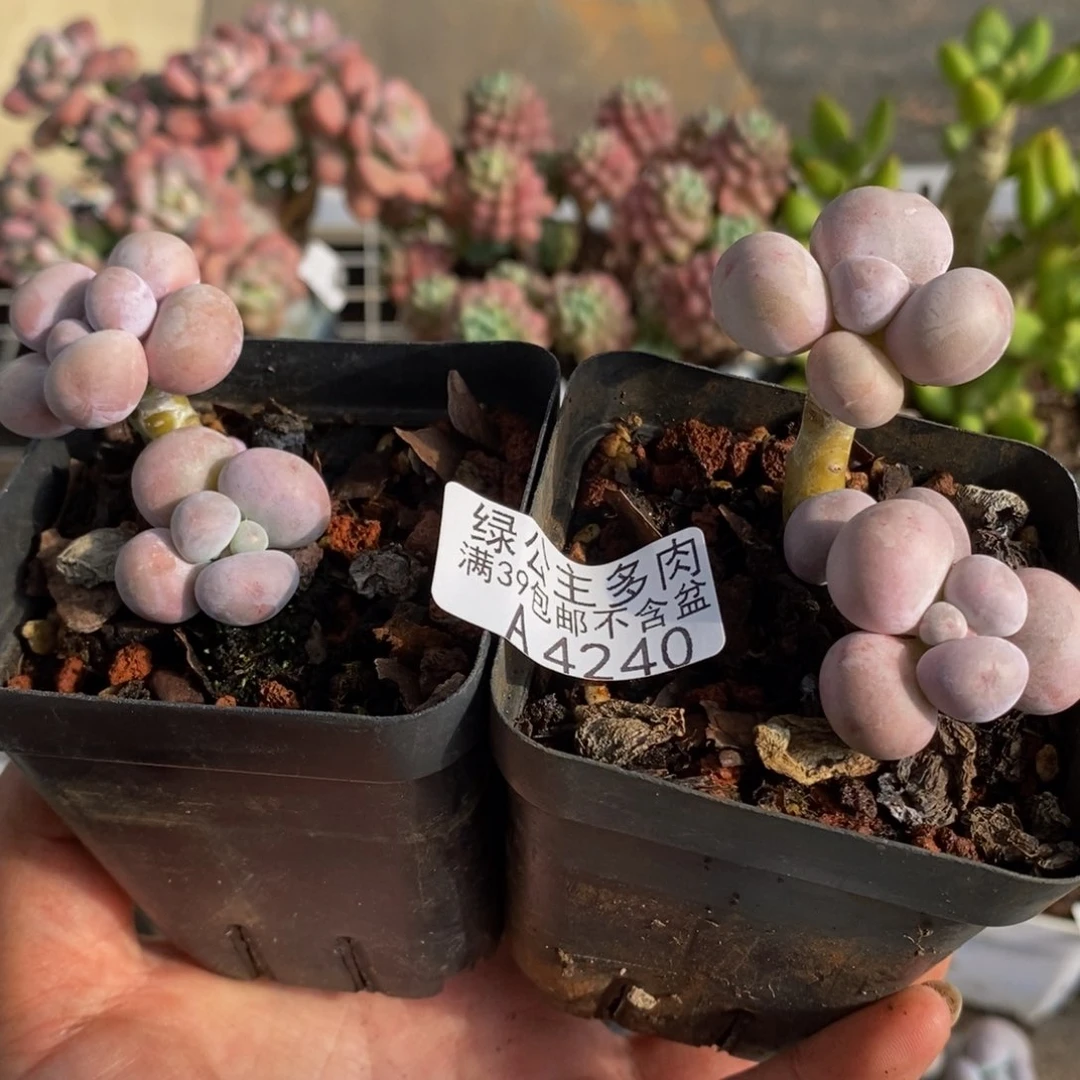 4240橙奶/3cm多肉2颗