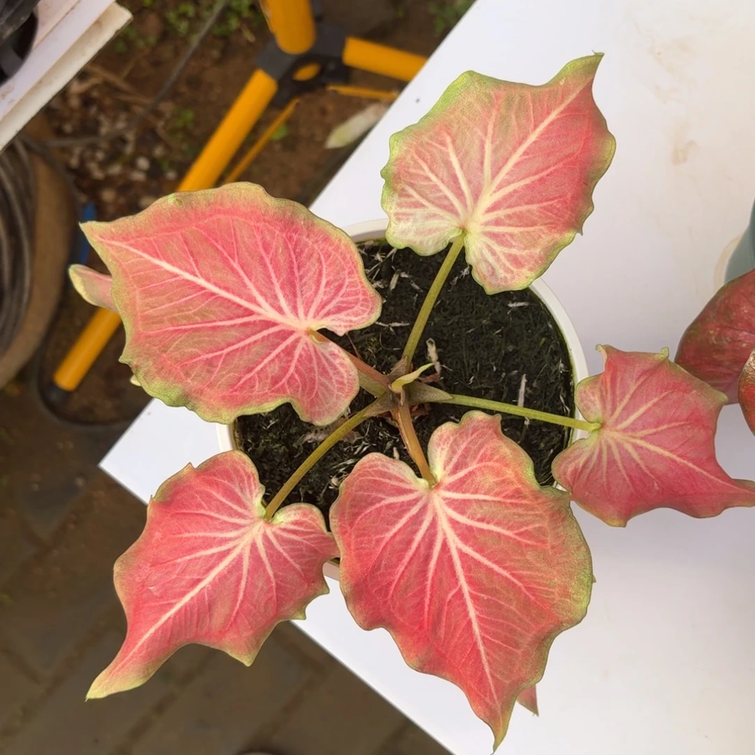 新娘泰国 61-1114