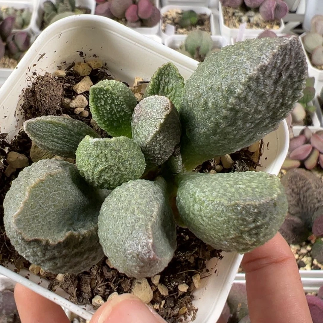 w假赤焰多肉植物水泡