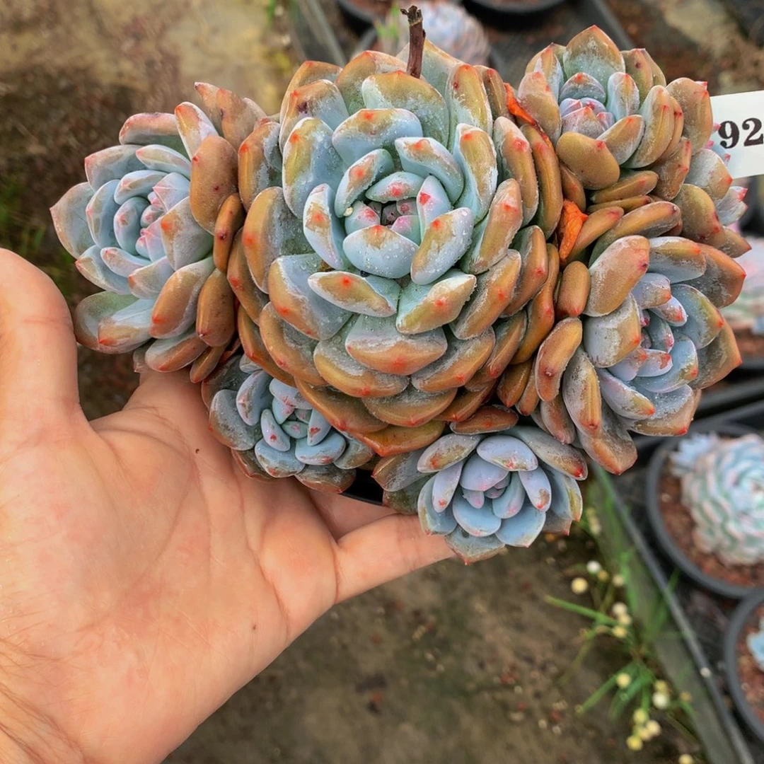 采***采92727嗯嗯嗯多头一个嗯嗯嗯好