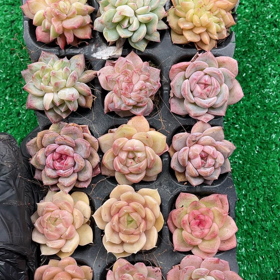 多肉植物一物一拍6-17