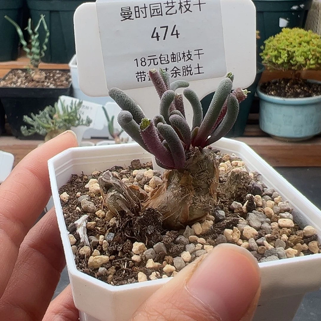 474号福利淡清霜12.13多肉