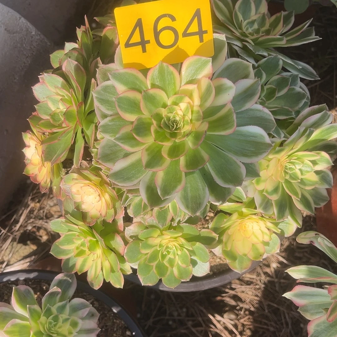 464多肉植物多肉植物