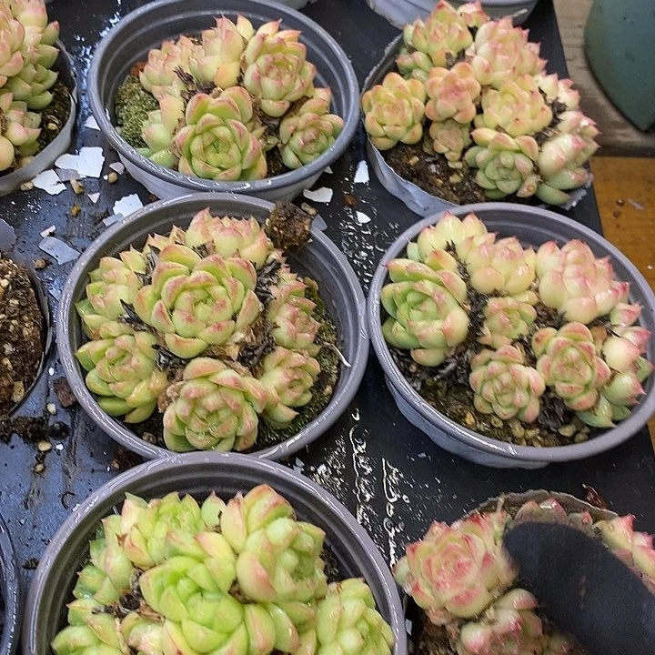 红女王福利多多90盆