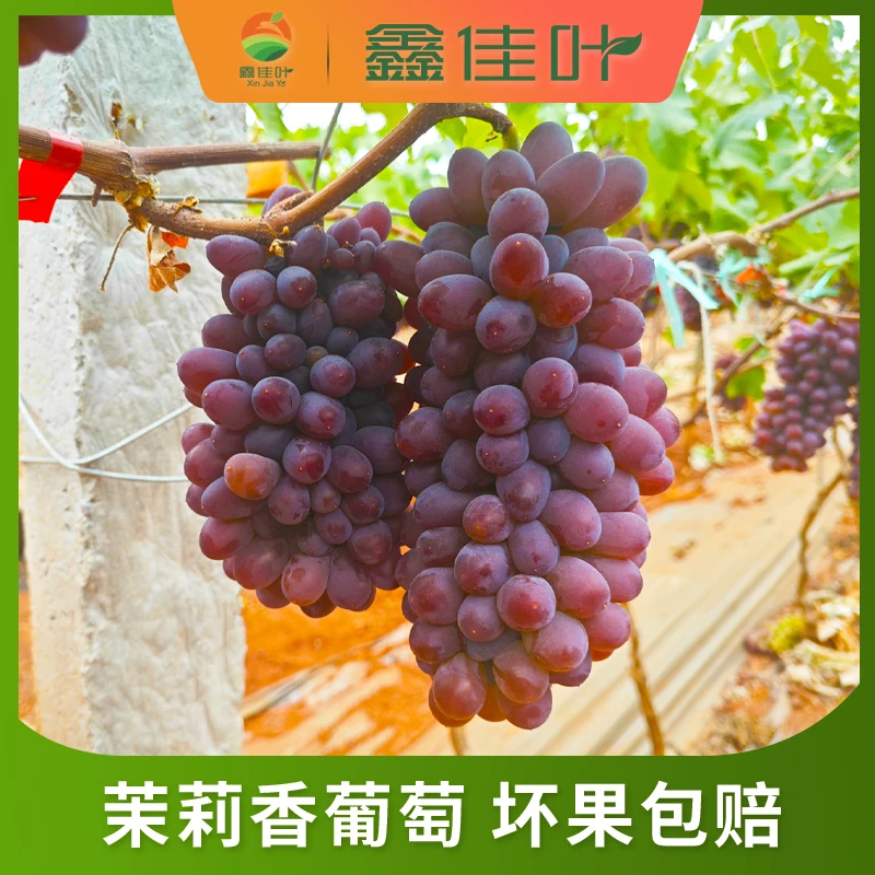 【鑫佳叶】 云南茉莉香葡萄 净重2-3斤装 顺丰快递
