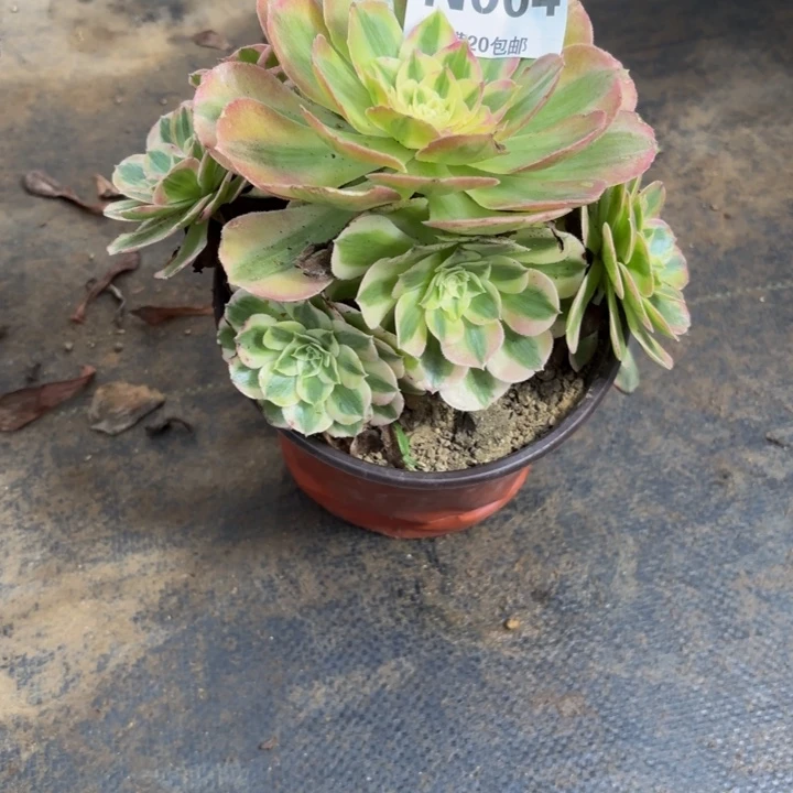 瑞妈多肉园艺004-绿体倾城