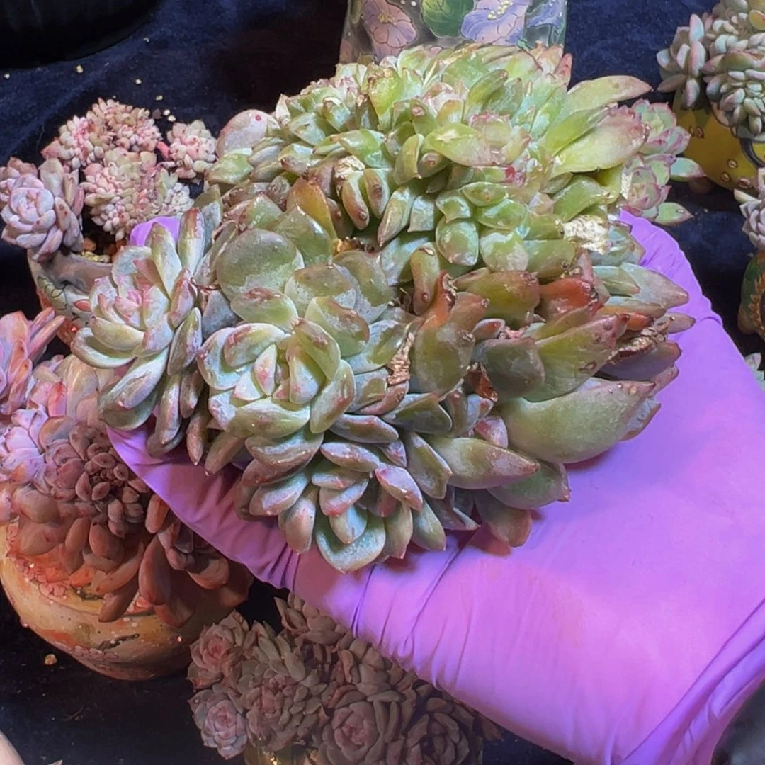 水蜜桃 新年 新年快乐