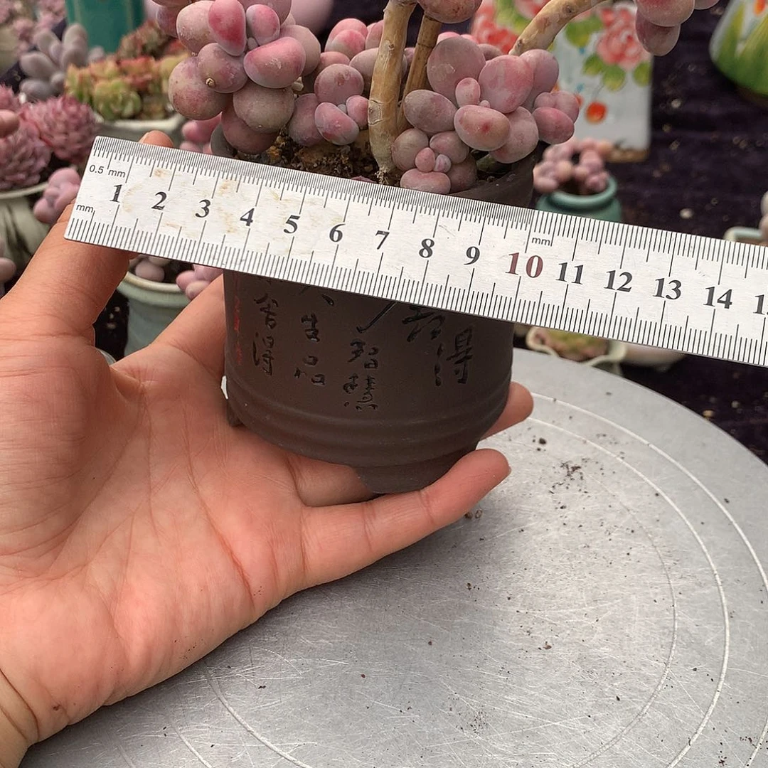 66号带盆偏远地区不包邮的