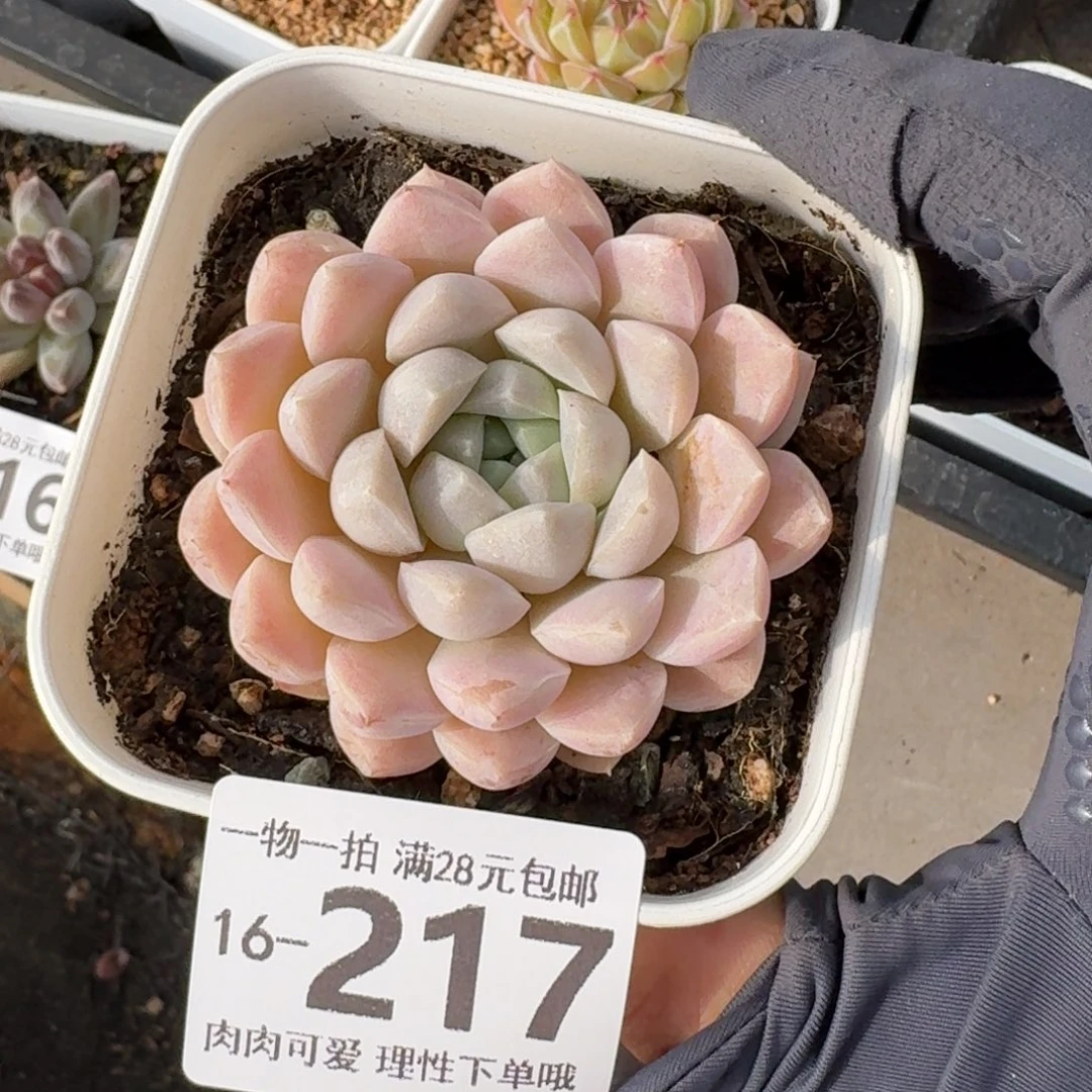 月影无盆土发货无