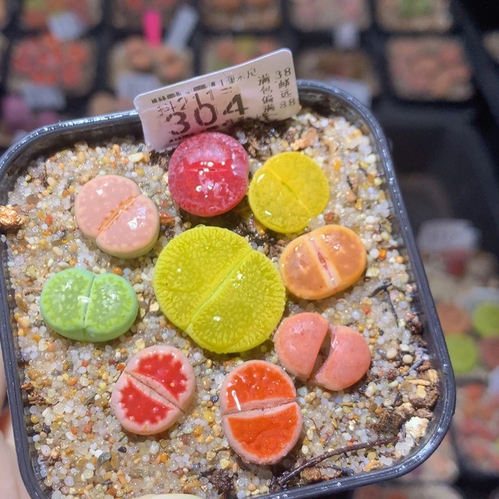 精品生石花211.304