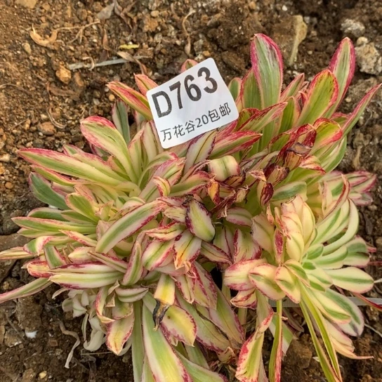 763微锦锦朵缀嫁接多肉