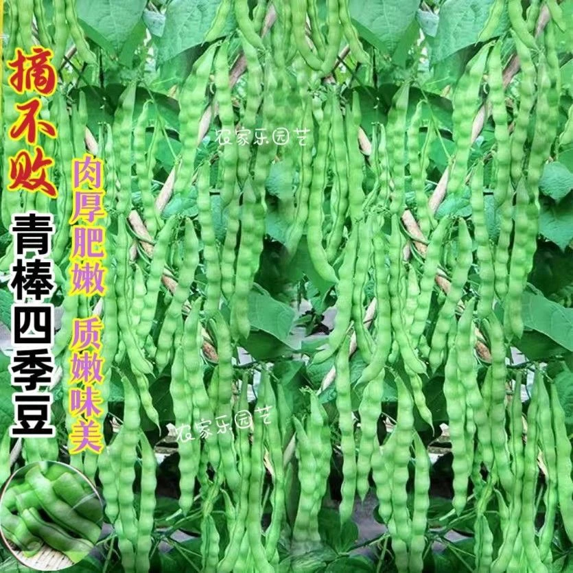 青棒四季架豆种子绿荚肉厚芸豆种籽四季豆种子春秋季田园蔬菜孑